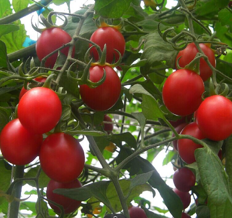 番茄营养方案 — 华鲁水溶肥科学管理